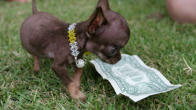 World record hot sale smallest dog